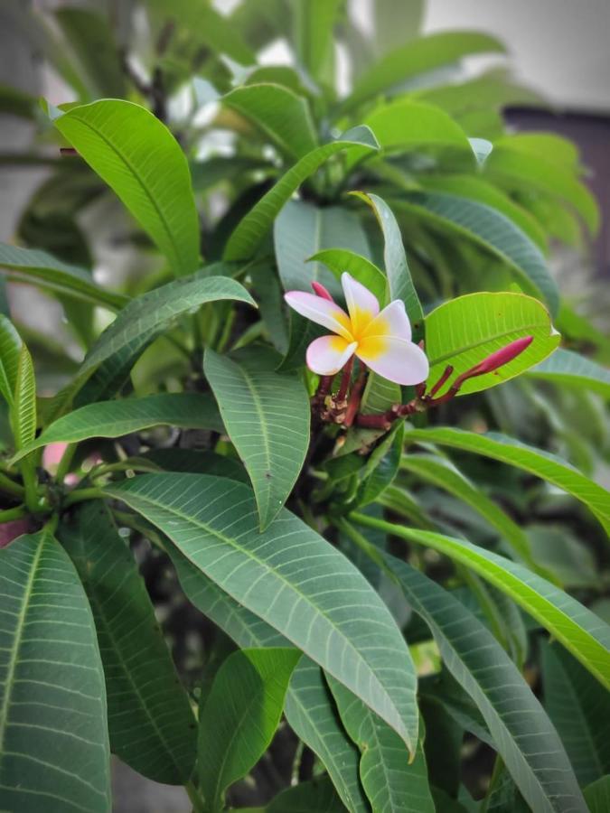 Cabanas Maria Hau 汉格罗阿 外观 照片